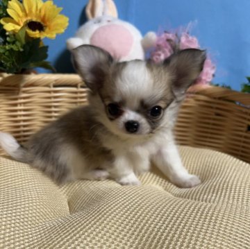 チワワ(ロング)【福岡県・男の子・2024年7月17日・パーティーカラー】の写真「鼻ぺちゃお顔まん丸小振りでかわいい男の子です♪」