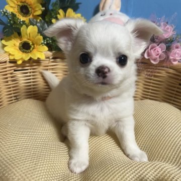 チワワ(ロング)【福岡県・男の子・2024年7月7日・ホワイト&クリーム】の写真「鼻ぺちゃお顔まん丸かわいい男の子です♪」