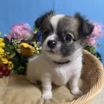 チワワ(ロング)【福岡県・男の子・2023年4月18日・パーティーカラー】の写真「鼻ぺちゃとても人懐っこいくかわいい男の子です」