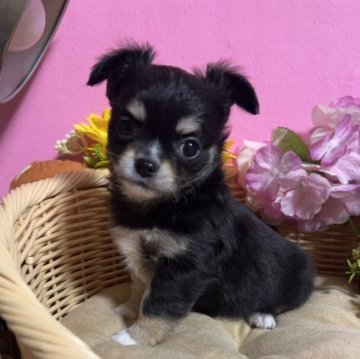 チワワ(ロング)【福岡県・女の子・2022年12月30日・ブラックタン&ホワイト】の写真「お鼻短く被毛フワフワかわいい女の子です🎶」