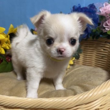 チワワ(ロング)【福岡県・女の子・2023年4月18日・クリーム&ホワイト】の写真「鼻ぺちゃお顔まん丸小ぶりでとてもかわいい女の子です」