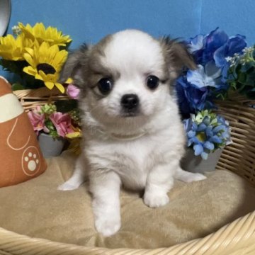 チワワ(ロング)【福岡県・女の子・2023年5月16日・フォーン&ホワイト】の写真「鼻ぺちゃ小振りとてもかわいい女の子♪」