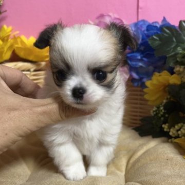 チワワ(ロング)【福岡県・女の子・2022年11月28日・パーティーカラー】の写真「鼻ぺちゃお顔まん丸とても小ぶりかわいい女の子です♪」