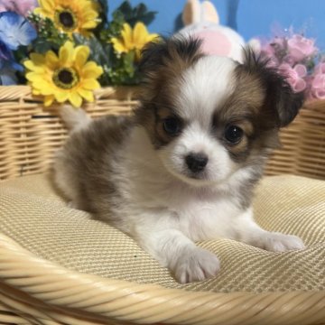 チワワ(ロング)【福岡県・女の子・2024年7月2日・パーティーカラー】の写真「鼻ぺちゃお顔まん丸でかわいい女の子です♪」