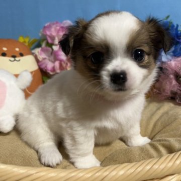 チワワ(ロング)【福岡県・女の子・2023年10月3日・パーティー】の写真「鼻ぺちゃ小振りででとてもかわいい女の子です♪」