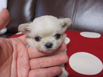 チワワ(ロング)【福岡県・男の子・2021年12月5日・クリーム&ホワイト】の写真「とても小ぶりでお鼻も短く、被毛がモコモコです♫」