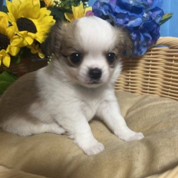 チワワ(ロング)【福岡県・女の子・2023年4月11日・パーティーカラー】の写真「鼻ぺちゃとても小ぶりでかわいい女の子です♪」