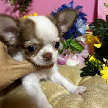 チワワ(ロング)【福岡県・女の子・2022年7月15日・ホワイト&チョコレート】の写真「鼻ぺちゃかわいい小ぶりの女の子です🎶」