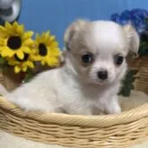 チワワ(ロング)【福岡県・男の子・2023年4月11日・クリーム&ホワイト】の写真1「5/26撮影」