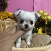 チワワ(ロング)【福岡県・男の子・2022年7月5日・ホワイト&クリーム】の写真1「8月17日撮影」