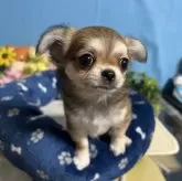 チワワ(ロング)【福岡県・女の子・2024年1月26日・レッド&ホワイト】の写真1