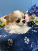 チワワ(ロング)【・男の子・2023年11月19日・パーティー】