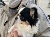 チワワ(ロング)【・男の子・2021年1月10日・トライカラー】「ゴールデンハウス犬舎様出身の男の子です！」