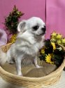 チワワ(ロング)【・女の子・2020年11月10日・ホワイト&クリーム】「久留米市のゴールデンハウス犬舎様出身の子です。」