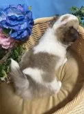 チワワ(ロング)【福岡県・女の子・2023年4月11日・パーティーカラー】の写真5「5/23撮影」