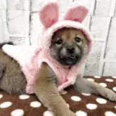 柴犬(標準サイズ)【東京都・女の子・2025年9月18日・赤】の写真10