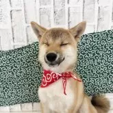 柴犬(標準サイズ)【東京都・女の子・2025年6月13日・赤】の写真10