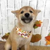 柴犬(標準サイズ)【東京都・男の子・2025年6月5日・赤】の写真10