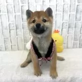 柴犬(標準サイズ)【東京都・女の子・2025年9月18日・赤】の写真12