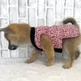 柴犬(標準サイズ)【東京都・女の子・2025年9月18日・赤】の写真13