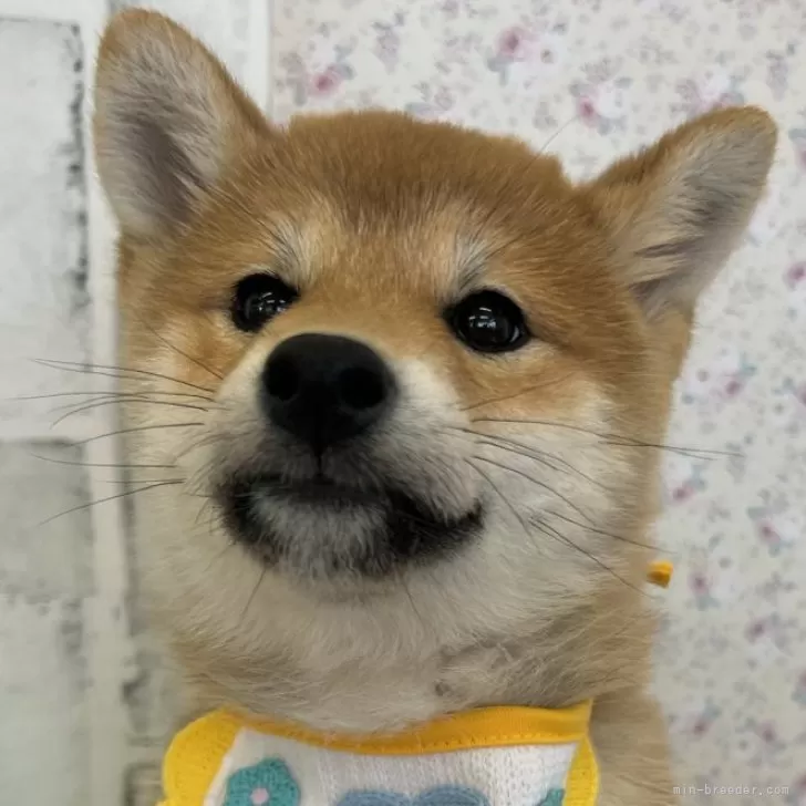 ID：2502-03924の子犬