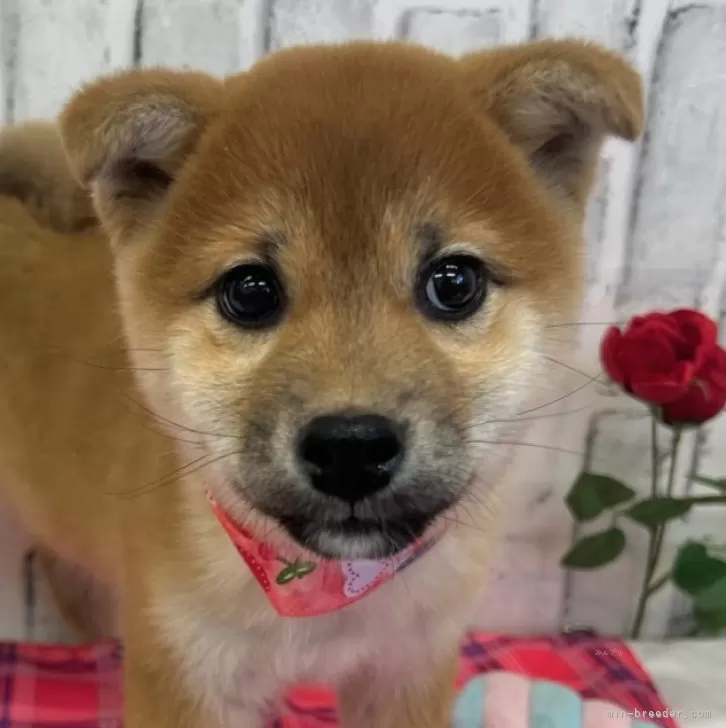 K.S 様のお迎えした子犬