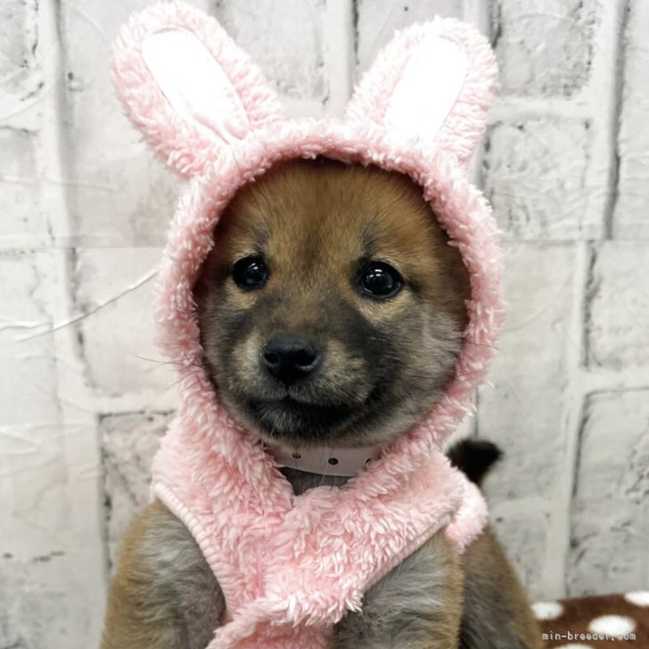 ブリーダー画像