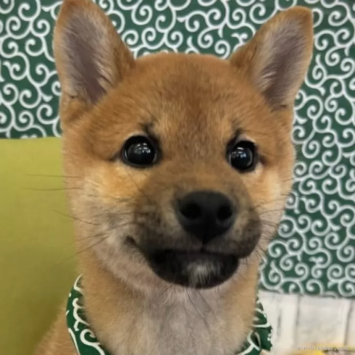 ID：2501-05332の子犬
