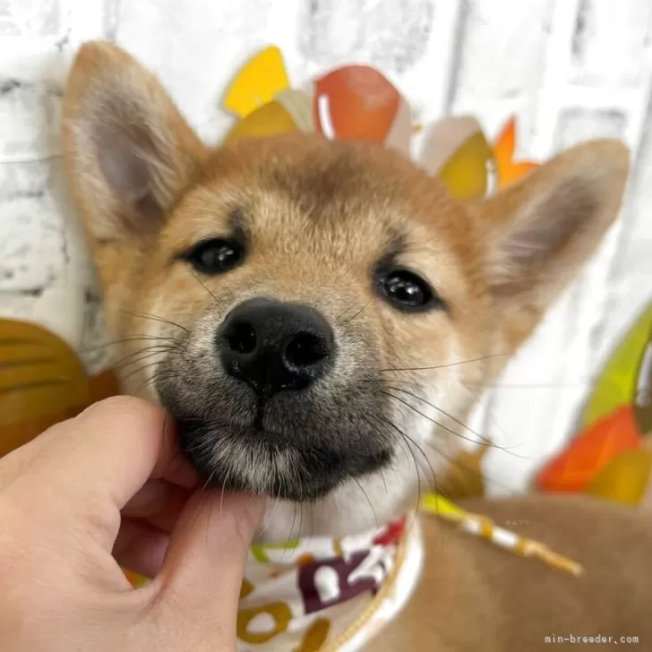ID：2508-00892の子犬