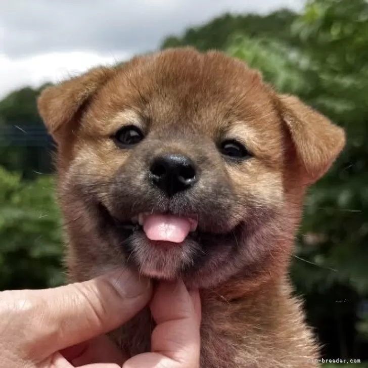 ID:2506-07536の子犬
