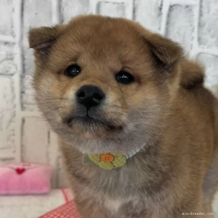 ID：2501-06786の子犬