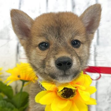 柴犬(標準サイズ)【東京都・男の子・2025年6月5日・赤】の写真「小柄な男の子たち！」