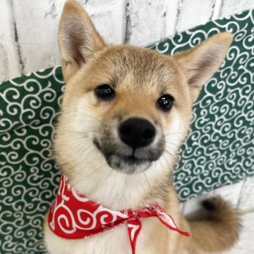 柴犬(標準サイズ)【東京都・女の子・2025年6月13日・赤】の写真「女の子だけの3姉妹💛」