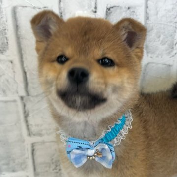 柴犬(標準サイズ)【東京都・男の子・2024年12月9日・赤】の写真「おっとりとした男の子です」