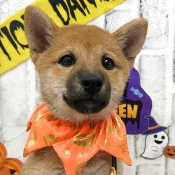 柴犬(標準サイズ)【東京都・女の子・2025年8月1日・赤】の写真「のんびり屋さんのこまった表情が特徴的です！」