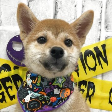 柴犬(標準サイズ)【東京都・女の子・2025年6月13日・赤】の写真「女の子だけの3姉妹💛」