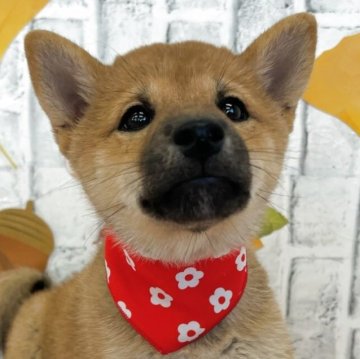 柴犬(標準サイズ)【東京都・女の子・2025年8月1日・赤】の写真「のんびり屋さんのこまった表情が特徴的です！」