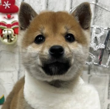 柴犬(標準サイズ)【東京都・女の子・2025年9月18日・赤】の写真「６きょうだいの中で一番小さな女の子♪」