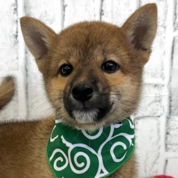 柴犬(標準サイズ)【東京都・男の子・2025年6月9日・赤】の写真「小柄な男の子たち！」