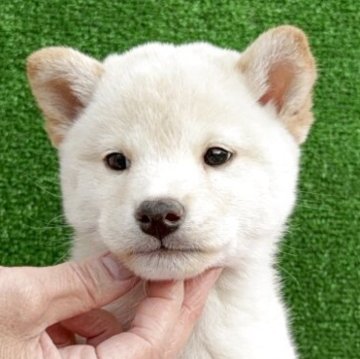 柴犬(標準サイズ)【東京都・男の子・2025年9月18日・白】の写真「ワンポイントの特徴がある白の男の子！」