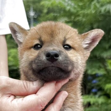 柴犬(標準サイズ)【東京都・男の子・2025年5月5日・赤】の写真「いつも仲良し４きょうだい」