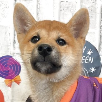 柴犬(標準サイズ)【東京都・男の子・2025年8月1日・赤】の写真「前足の靴下が特徴的な男の子！」