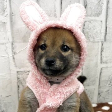 柴犬(標準サイズ)【東京都・女の子・2025年9月18日・赤】の写真「６きょうだいの中で一番小さな女の子♪」