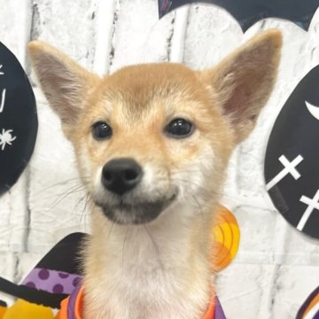 柴犬(標準サイズ)【東京都・女の子・2025年6月13日・赤】の写真「女の子だけの3姉妹💛」