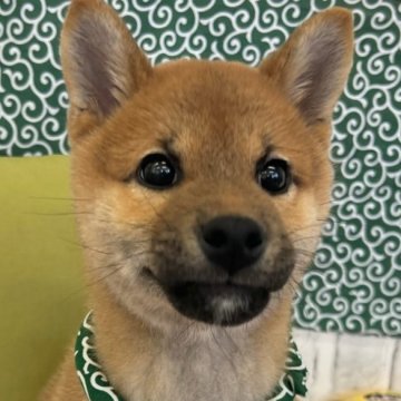 柴犬(標準サイズ)【東京都・男の子・2024年12月15日・赤】の写真「丸顔元気な４兄弟」