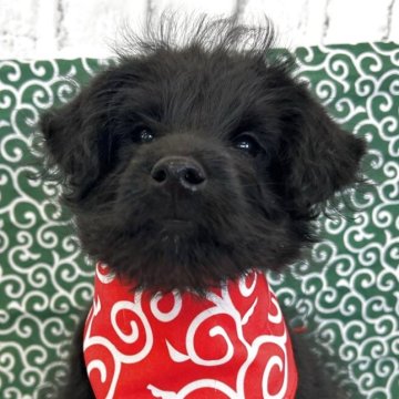 ミックス(トイプードル×柴犬)【東京都・女の子・2025年8月28日・ブラック】の写真「つぶらな瞳の黒毛の女の子です」