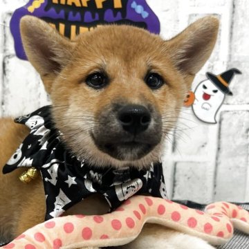 柴犬(標準サイズ)【東京都・男の子・2025年8月1日・赤】の写真「前足の靴下が特徴的な男の子！」