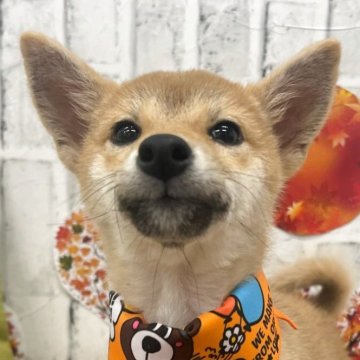 柴犬(標準サイズ)【東京都・女の子・2025年6月13日・赤】の写真「女の子だけの3姉妹💛」