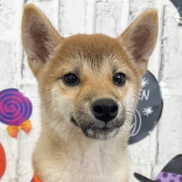 柴犬(標準サイズ)【東京都・女の子・2025年6月13日・赤】の写真「女の子だけの3姉妹💛」