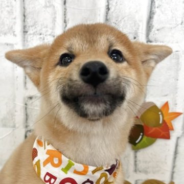 柴犬(標準サイズ)【東京都・男の子・2025年6月5日・赤】の写真「小柄な男の子たち！」